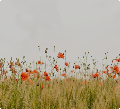 Modern living room (4)